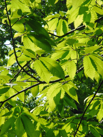 American chestnut tree leaves