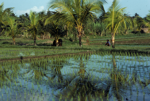 Coconut palms reflected in wet-rice fields