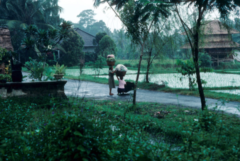Two women with large baskets on their heads stop by wet-rice fields