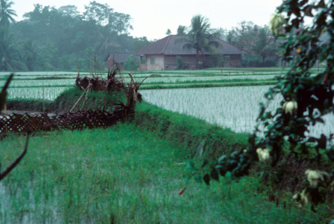 View from my room - rain July '86
