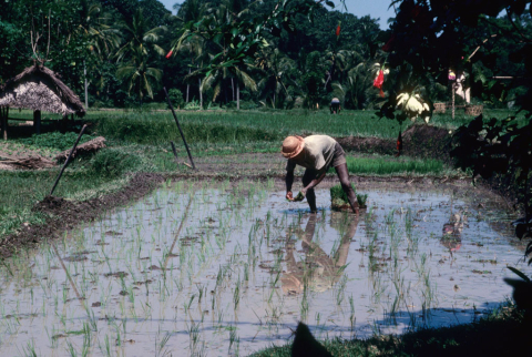 Farmer transplants rice seedlings by hand into flooded field