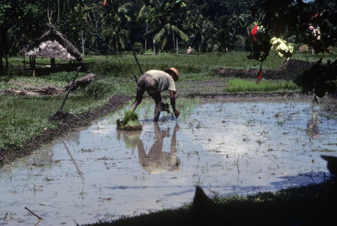Transplant rice-Day 1