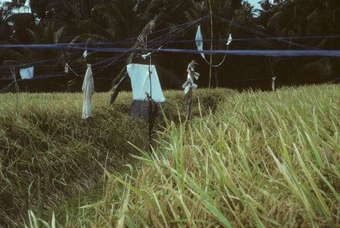 Scarecrows, cloths, and ropes hung in ripening rice fields to scare away birds