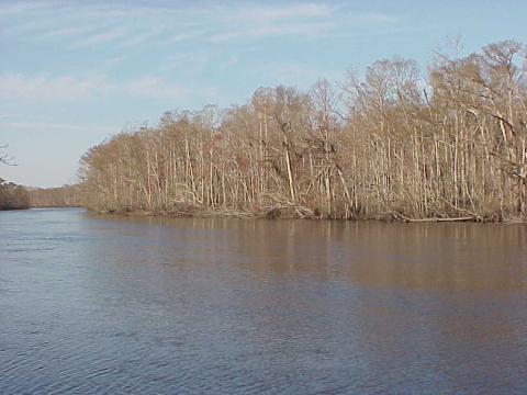 Coastal plain bottomland forest