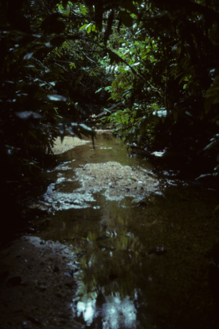 Ecuadorian rainforest stream