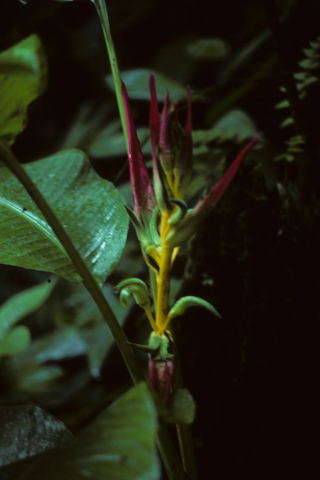 Ecuadorian rainforest flower