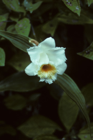 Ecuadorian wild orchid