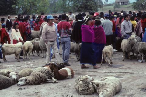 Animal market in Riobamba, Ecuador