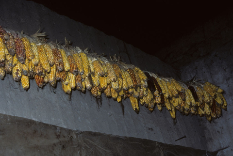 Corn hung to dry in Otavalo, Ecuador