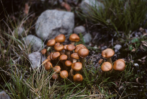 Mushrooms growing near Otavalo, Ecuador