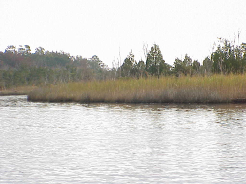 Freshwater marsh and pioneer forest trees