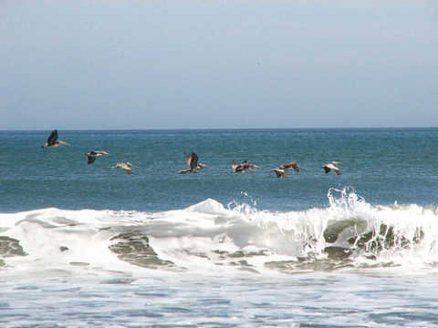 Pelicans