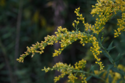 Goldenrod