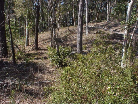 Maritime forest-Roosevelt State Natural Area
