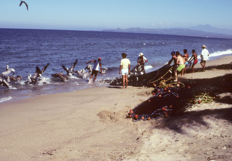 Pulling in a catch of fish north of Puerto Vallarta, Mexico