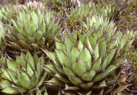 Small cacti in Baja, Mexico