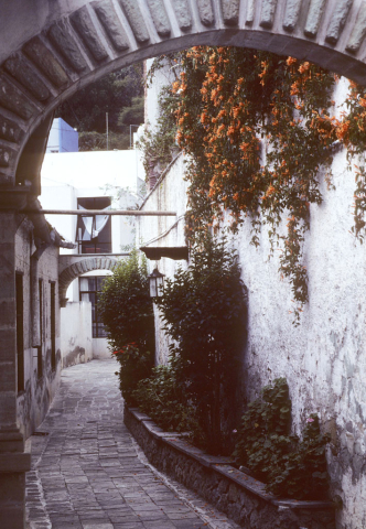 Flowering vines in Guanajuato, Mexico