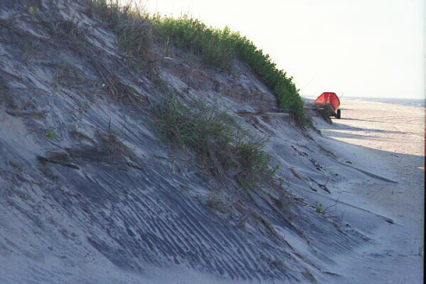 Vegetation as a natural protective barrier
