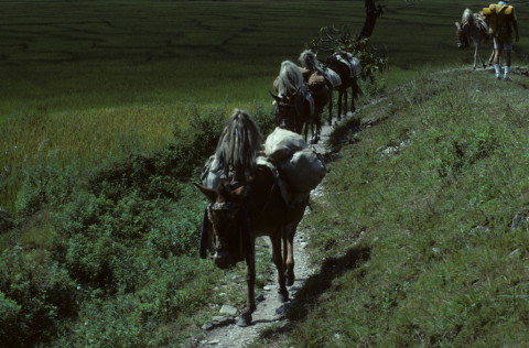 Burros in Nepal