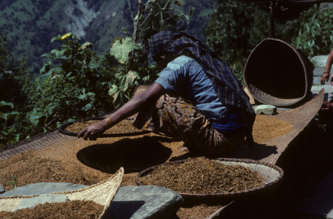 Mountain woman winnowing millet 