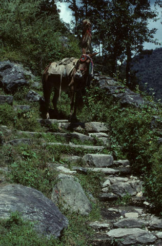 Donkey on a mountain trail in Nepal