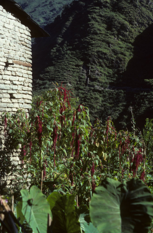 Garden in Nepal