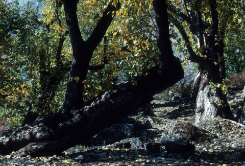 Trees and spring in Muktinath, Nepal