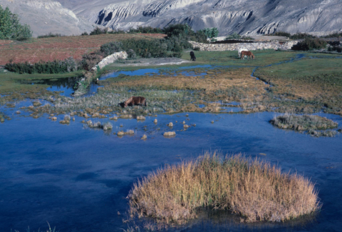 Horses grazing by a pond in Nepal