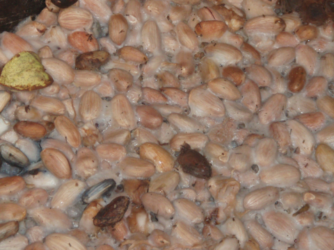 Close-up of fermenting cacao seeds