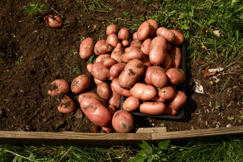 Potato harvest
