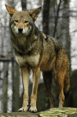 Red wolf