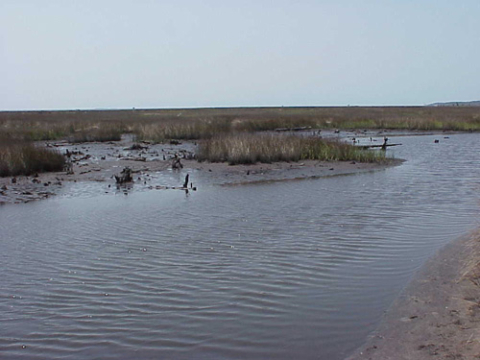 Salt marsh developing