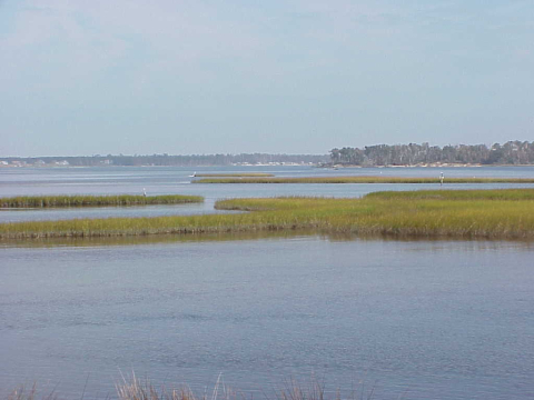 Patches of salt marsh in the high salinity section of the estuary