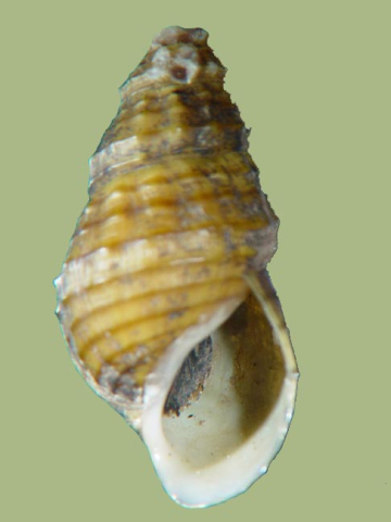 Freshwater snail
