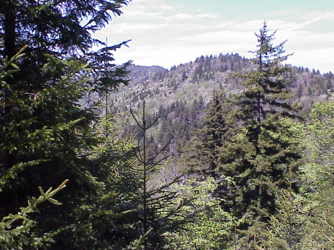 Transitions to Spruce-fir Forest from Northern Hardwoods 