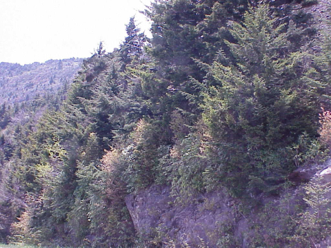 Transition from Northern Hardwoods to Spruce-fir Forest