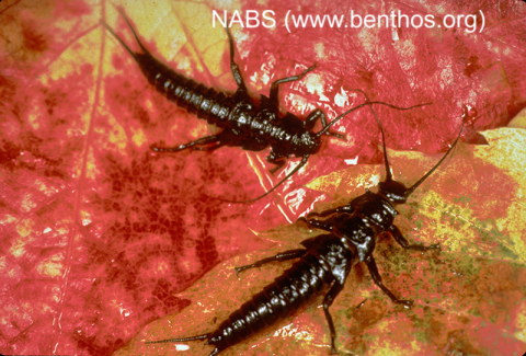 Stonefly larva