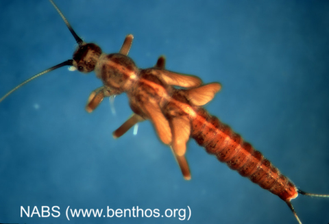 Another Stonefly nymph