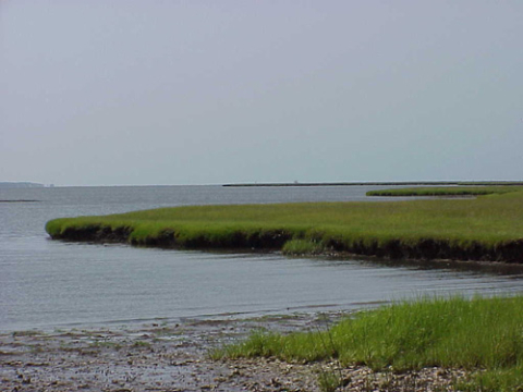 Subtidal seafloor-Carteret County