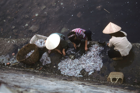 Overhead view of three women processing fish catch at Cat Ba harbor