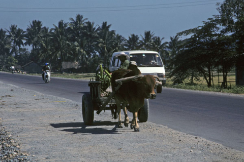 Two men in an oxcart transport bananas on the road from Nha Trang to Dalat