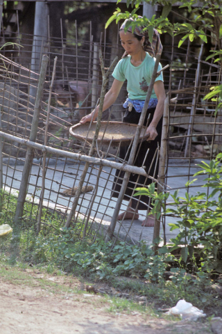 Woman stands in fenced yard winnowing rice on woven tray at Mai Chau