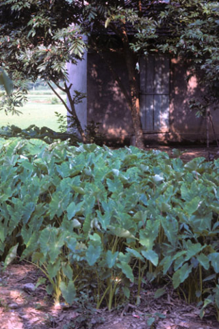 Taro plants growing near a house and fields at Mai Chau