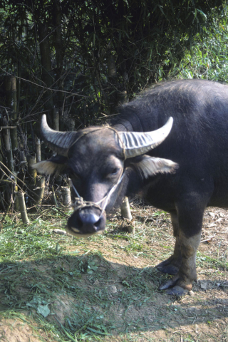 Close-up view of the front half of a water buffalo at Mai Chau