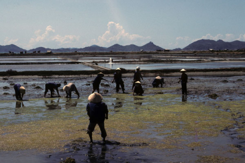 Ten salt production workers stand in a muddy salt field south of Nha Trang