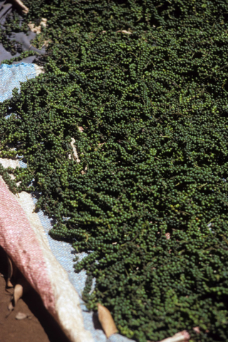 Green fruit spikes of peppercorns drying on mat in central Vietnam