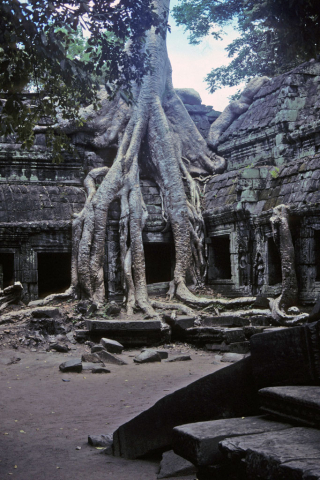 Tangled roots of tree grow over building at Ta Prohm