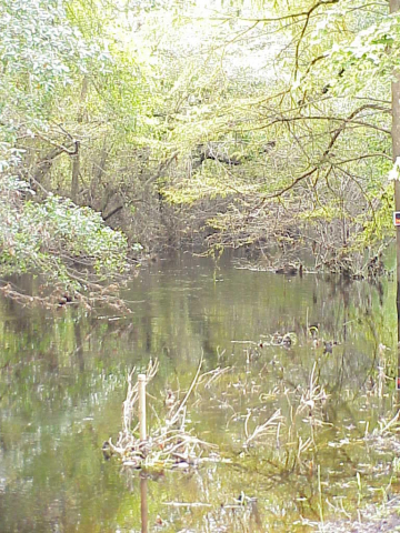 Upstream section of White Oak